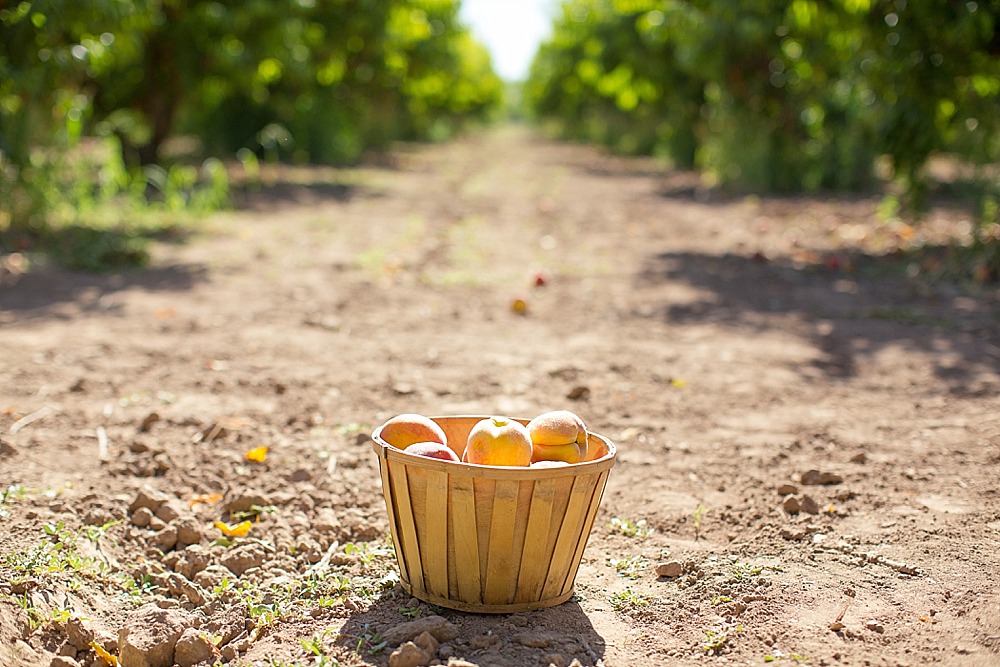 schnepf-farms-peach-picking-diana-elizabeth-photography-178